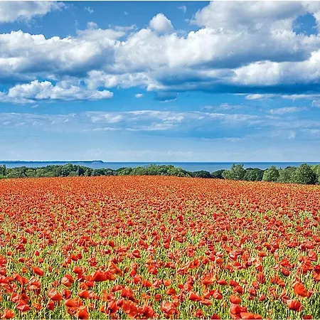 Dawn Comfortable * آلتنكيرشن